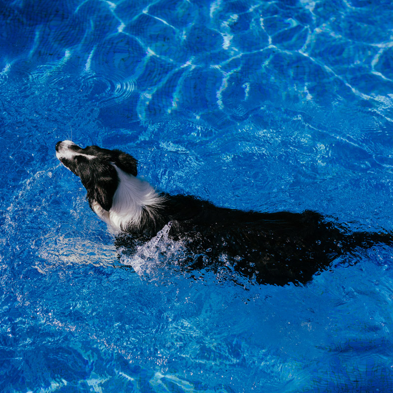 pet friendly fiberglass pools